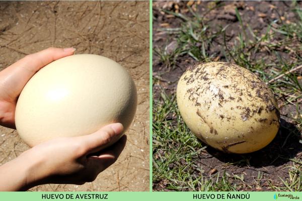 Diferencias entre avestruz y ñandú - Producción y uso de huevos