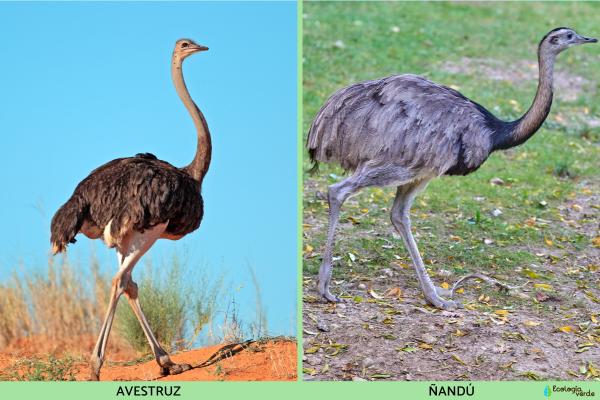 Diferencias entre avestruz y ñandú - Tamaño y peso