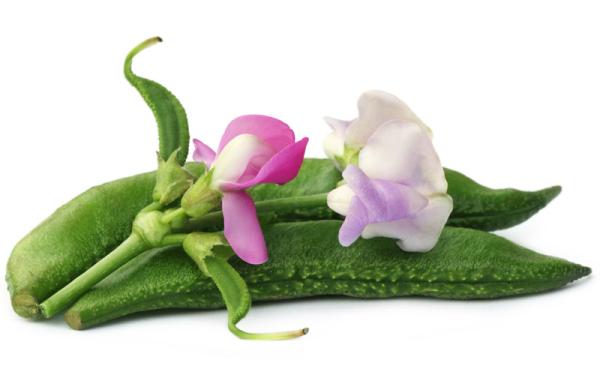 Frijol Común - Características del frijol común