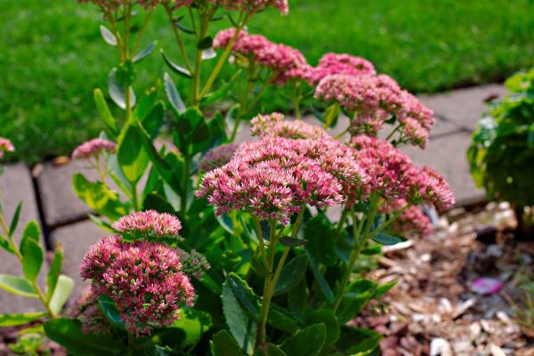 Sedum spectabile o sedum de otoño: cuidados, sol o sombra, riego, floración y reproducción - ¿Dónde colocar la Sedum spectabile: sol o sombra?