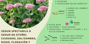 Sedum spectabile o sedum de otoño: cuidados, sol o sombra, riego, floración y reproducción