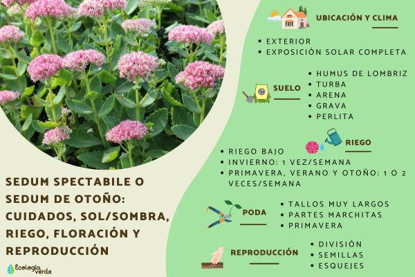 Sedum spectabile o sedum de otoño: cuidados, sol o sombra, riego, floración y reproducción