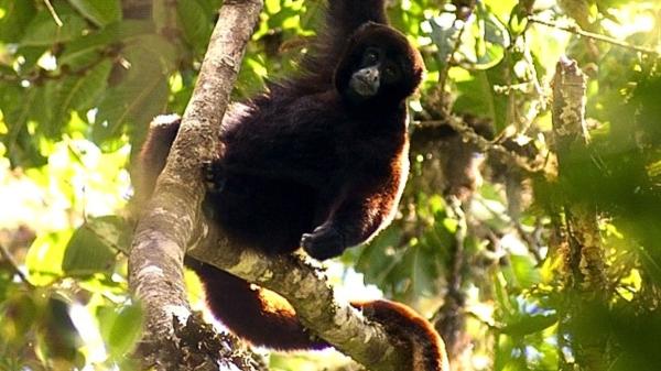De extintos a vivos: las especies que protagonizaron los mayores redescubrimientos de la ciencia - El mono lanudo de cola amarilla reapareció después de casi 50 años desaparecido