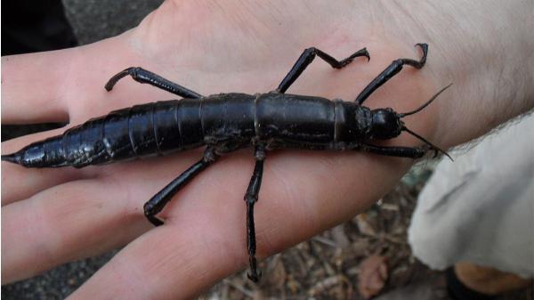 De extintos a vivos: las especies que protagonizaron los mayores redescubrimientos de la ciencia - Insecto palo de la isla Lord Howe