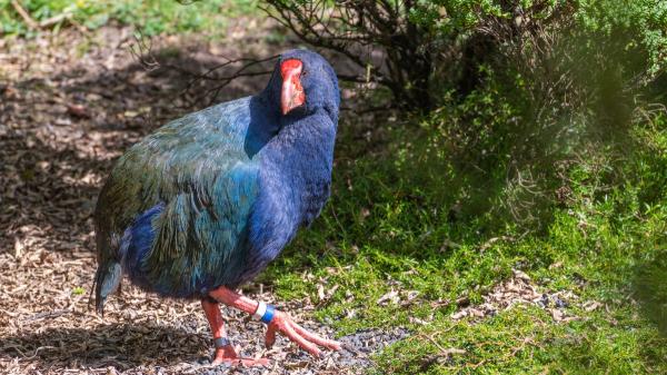 De extintos a vivos: las especies que protagonizaron los mayores redescubrimientos de la ciencia - La sorprendente reaparición del takahē cuando todos lo daban por extinguido