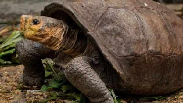 De extintos a vivos: las especies que protagonizaron los mayores redescubrimientos de la ciencia - La tortuga gigante de Fernandina reapareció más de un siglo después