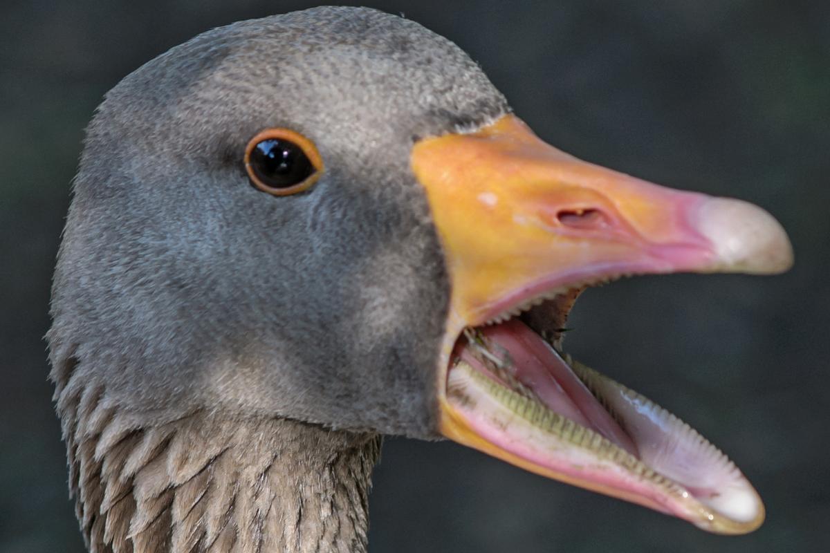 ¿Los patos tienen dientes?