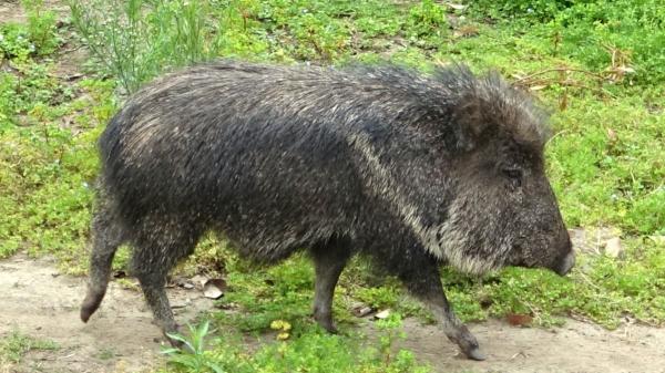 De extintos a vivos: las especies que protagonizaron los mayores redescubrimientos de la ciencia - Pecarí del Chaco: el mamífero que la ciencia solo conocía por fósiles y apareció vivo
