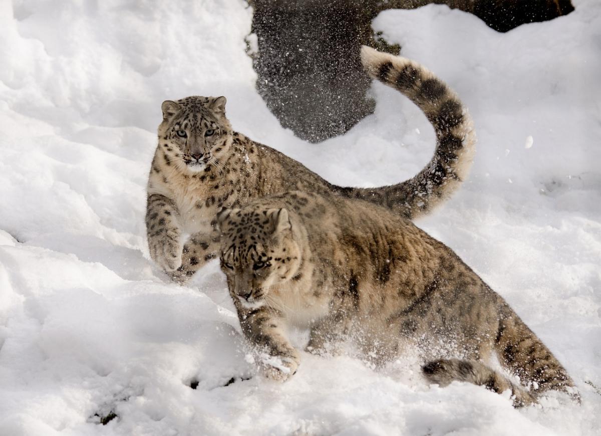 Por qué el leopardo de las nieves está en peligro de extinción