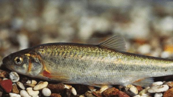 De extintos a vivos: las especies que protagonizaron los mayores redescubrimientos de la ciencia - Telestes turskyi, el pez que volvió a aparecer en un río europeo después de años desaparecido