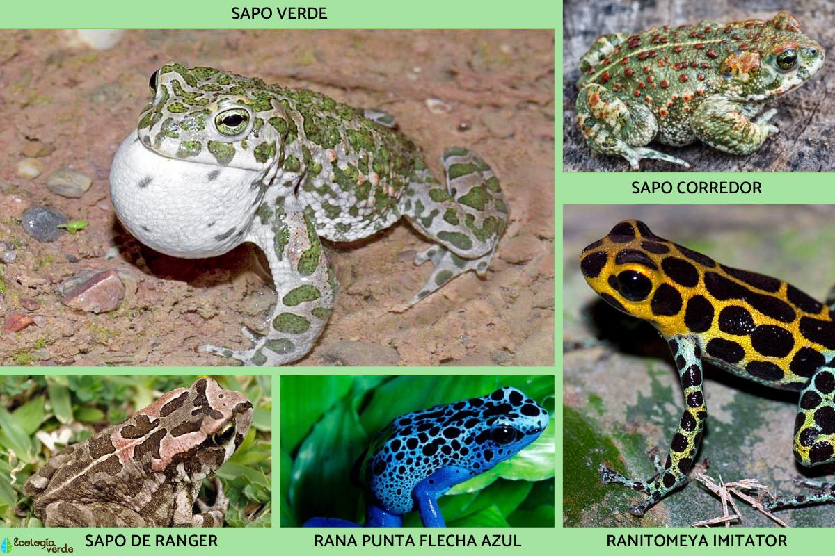 Tipos de anfibios, sus características y ejemplos Resumen
