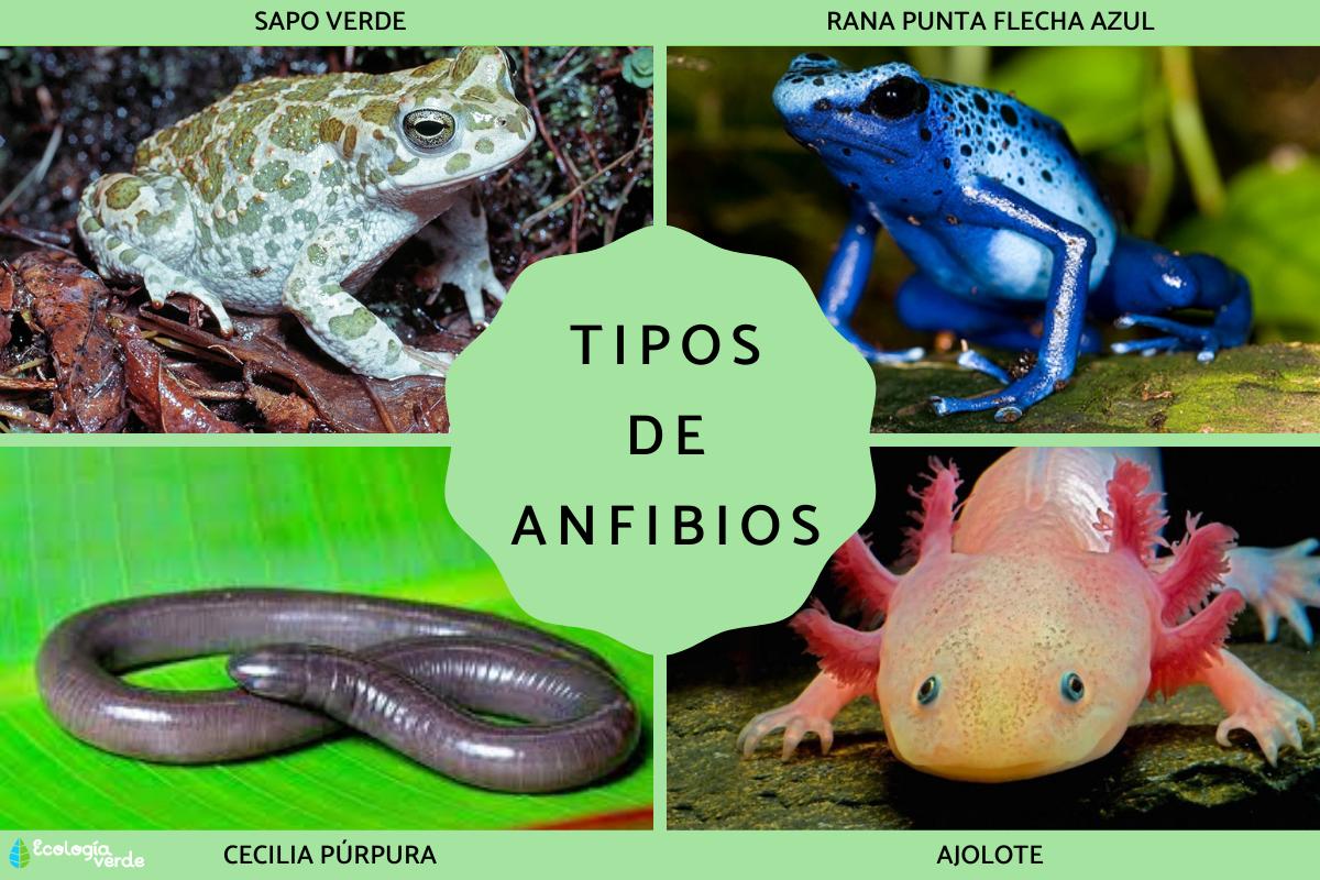 Tipos de anfibios, sus características y ejemplos