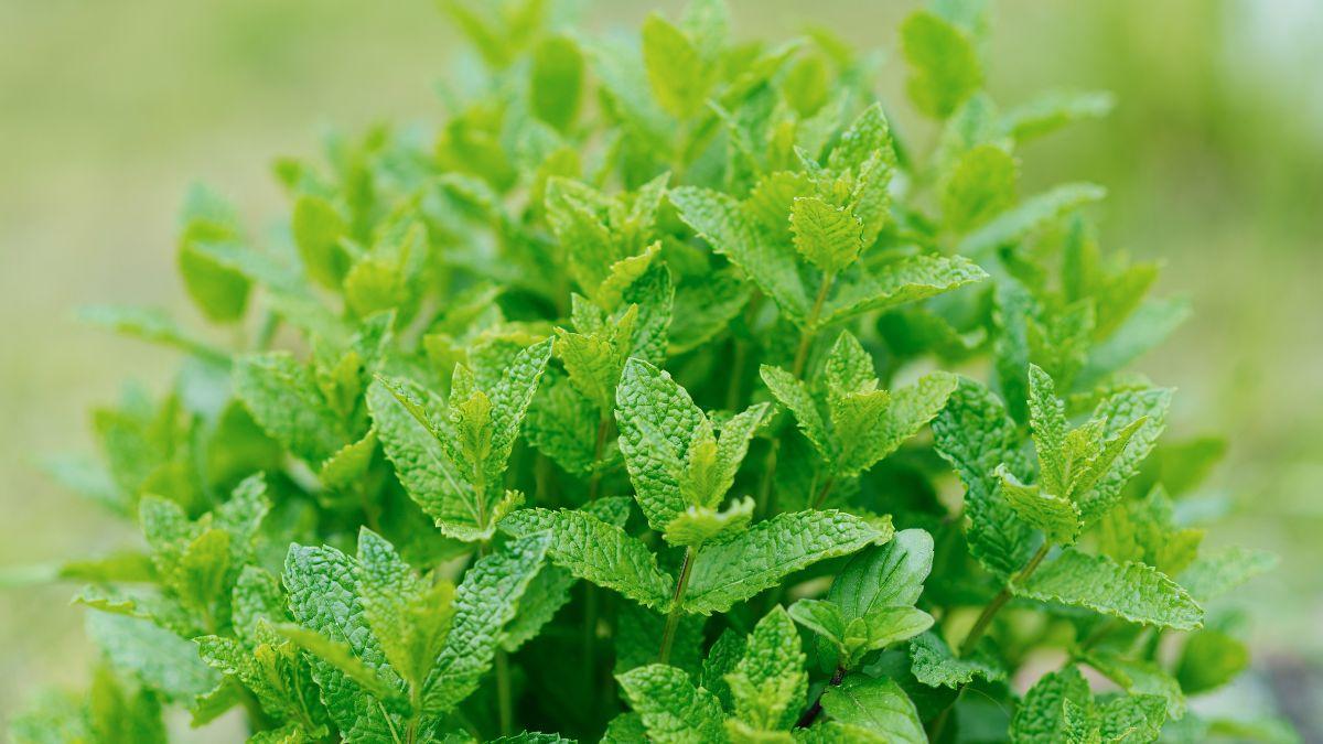 Adiós a los mosquitos: la planta fresca y fácil de cuidar que funciona como repelente natural