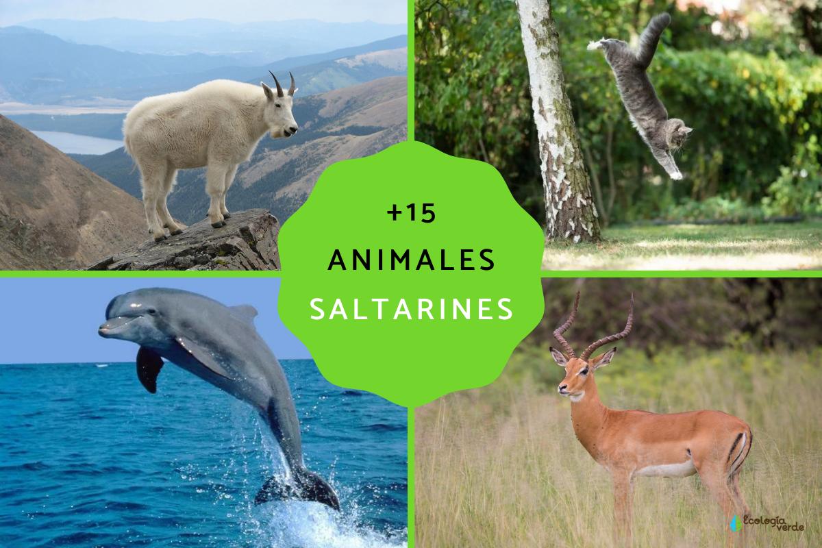 Animales que saltan alto