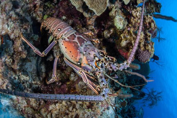 Langosta - Características de las langostas 