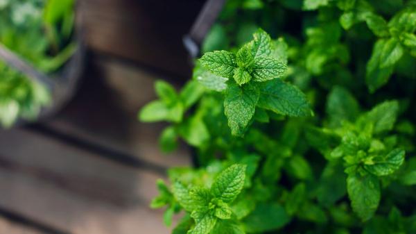Adiós a los mosquitos: la planta fresca y fácil de cuidar que funciona como repelente natural - Cómo usar la menta para crear una barrera natural contra los mosquitos