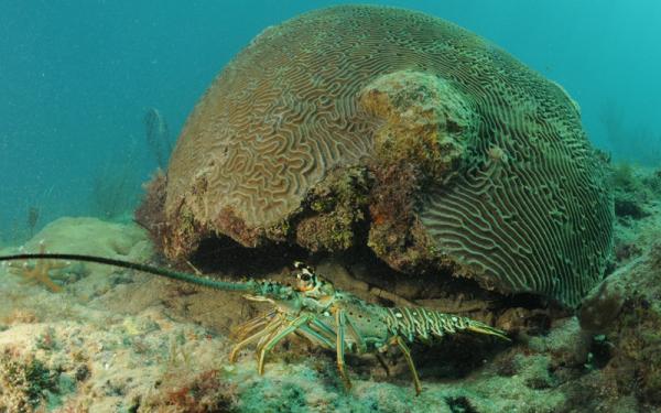 Langosta - Hábitat de las langostas