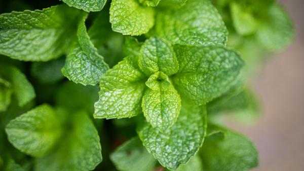 Adiós a los mosquitos: la planta fresca y fácil de cuidar que funciona como repelente natural - La razón por la que la menta ahuyenta a los mosquitos de forma natural