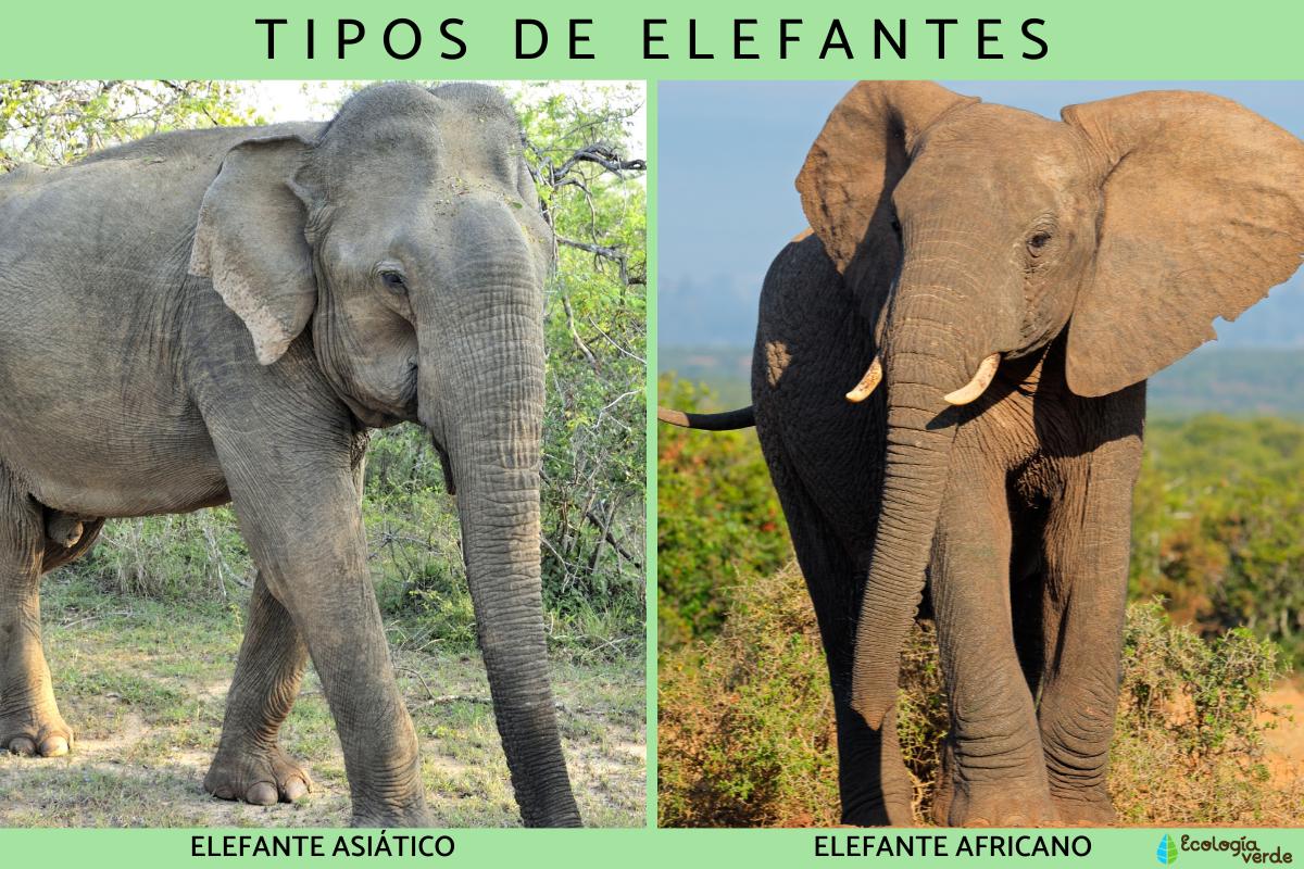 Tipos de elefantes