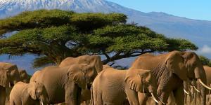 África - Continente Africano