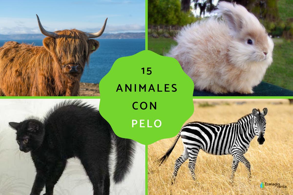 Animales con pelo