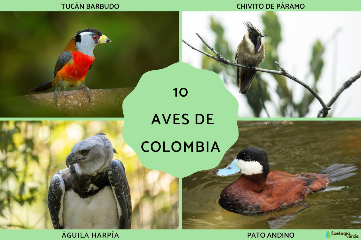 Aves de Colombia
