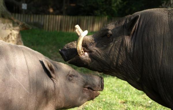 Suidos: qué son y ejemplos - Babirusa (Babyrousa babyrussa)