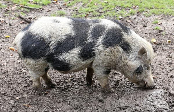 Suidos: qué son y ejemplos - Cerdo (Sus scrofa domestica)