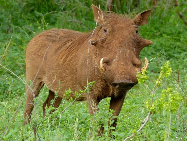 Suidos: qué son y ejemplos - Facóquero común (Phacochoerus africanus)