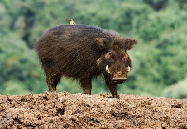 Suidos: qué son y ejemplos - Hilóquero (Hylochoerus meinertzhageni)