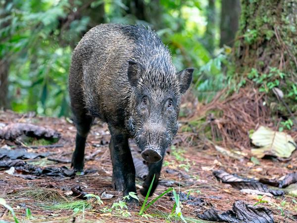 Suidos: qué son y ejemplos - Jabalí europeo (Sus scrofa scrofa)