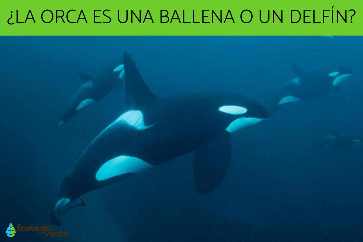 ¿La orca es una ballena?