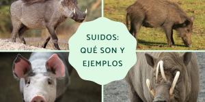 Suidos: qué son y ejemplos