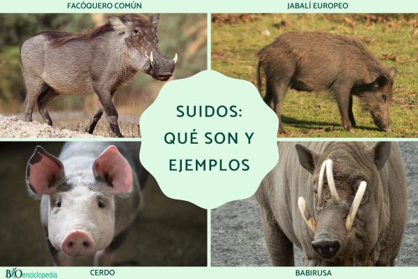 Suidos: qué son y ejemplos