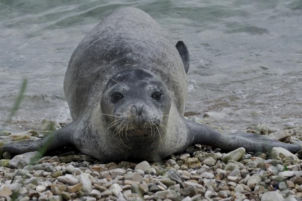 Foca monje del Mediterráneo o Monachus monachus - Amenazas de la foca monje del Mediterráneo  y conservación