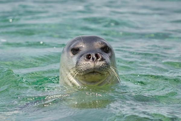 Foca monje del Mediterráneo o Monachus monachus - Características de la foca monje del Mediterráneo