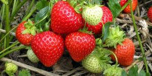 Consejos para cultivar fresas en macetas