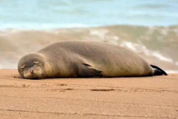 Foca monje del Mediterráneo o Monachus monachus - Dónde vive la foca monje del Mediterráneo