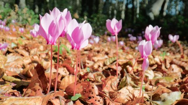 La planta que crece en maceta, ocupa poco espacio y se llena de flores: es perfecta para plantar a partir del 21 de septiembre - El ciclamen, la planta perfecta para llenar de flores un balcón pequeño en otoño