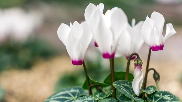 La planta que crece en maceta, ocupa poco espacio y se llena de flores: es perfecta para plantar a partir del 21 de septiembre - El error con el riego que puede acabar con sus flores
