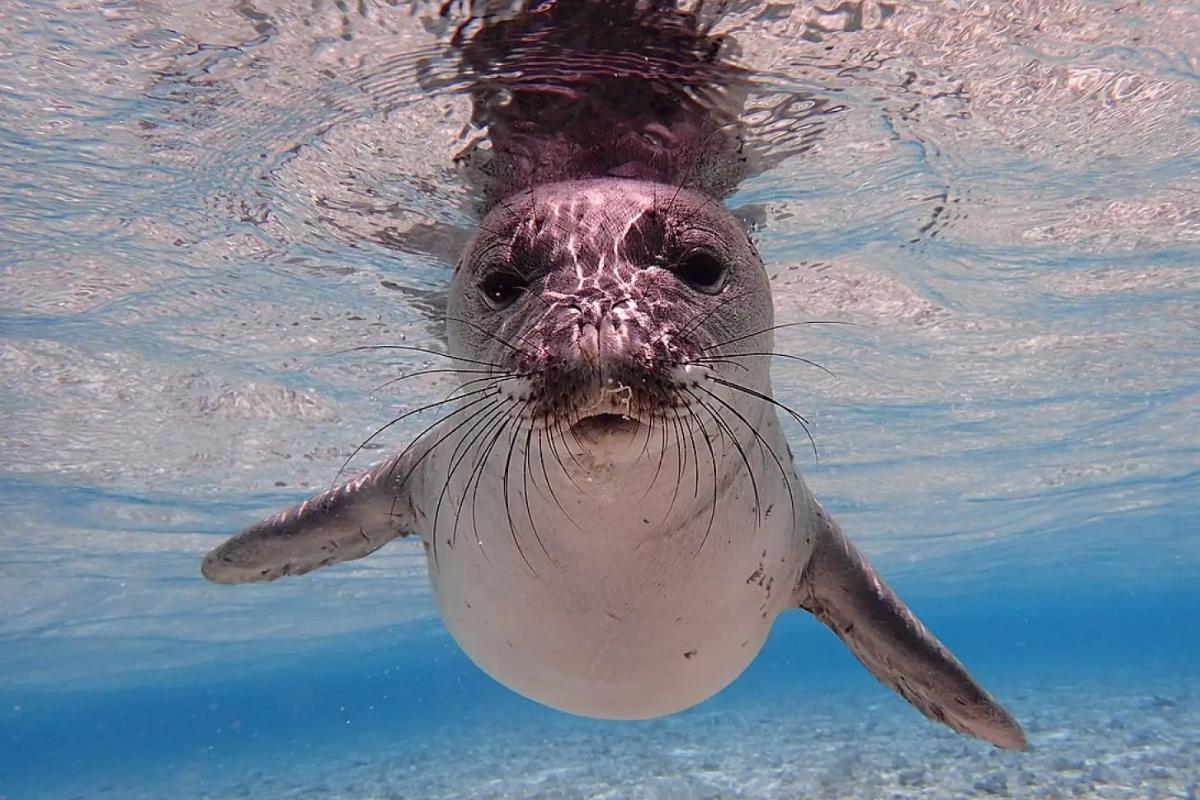 Foca monje del Mediterráneo o Monachus monachus