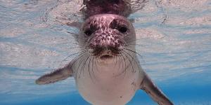 Foca monje del Mediterráneo o Monachus monachus