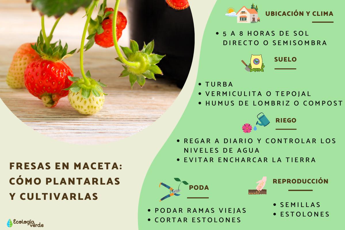 Fresas en maceta: cómo plantarlas y cultivarlas