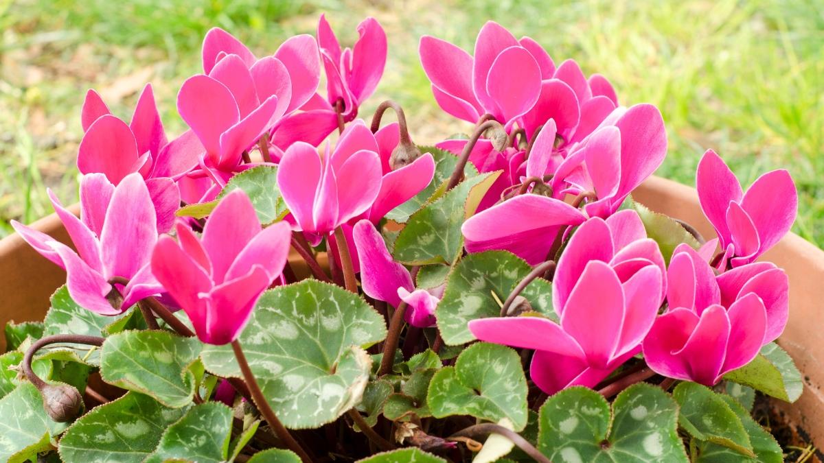 La planta que crece en maceta, ocupa poco espacio y se llena de flores: es perfecta para plantar a partir del 21 de septiembre