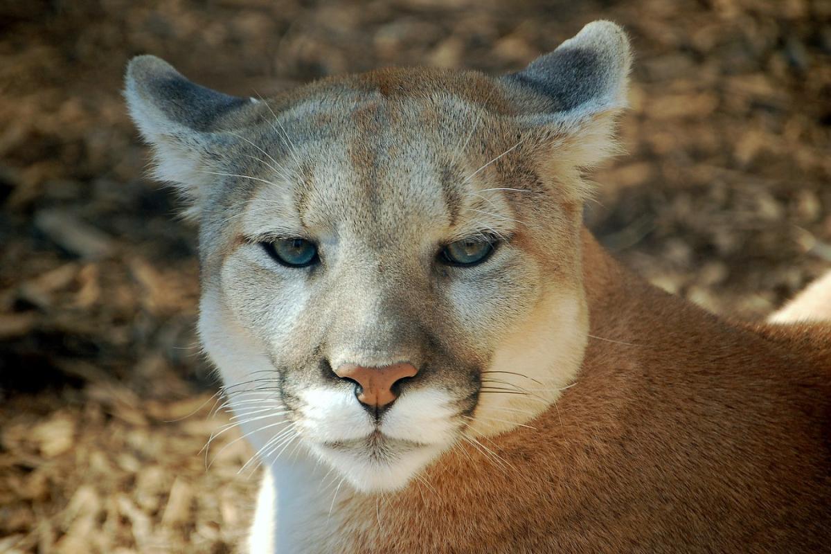 Por qué está el puma en peligro de extinción