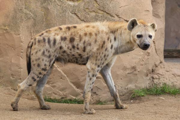Tipos de hienas - Hiena manchada (Crocuta crocuta)