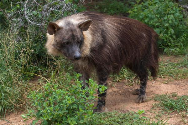 Tipos de hienas - Hiena parda (Parahyaena brunnea)