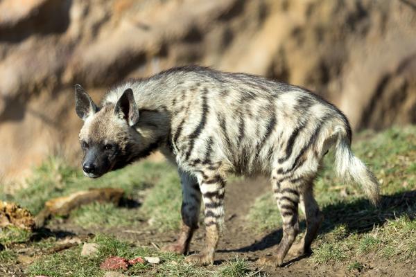 Tipos de hienas - Hiena rayada (Hyaena hyaena)