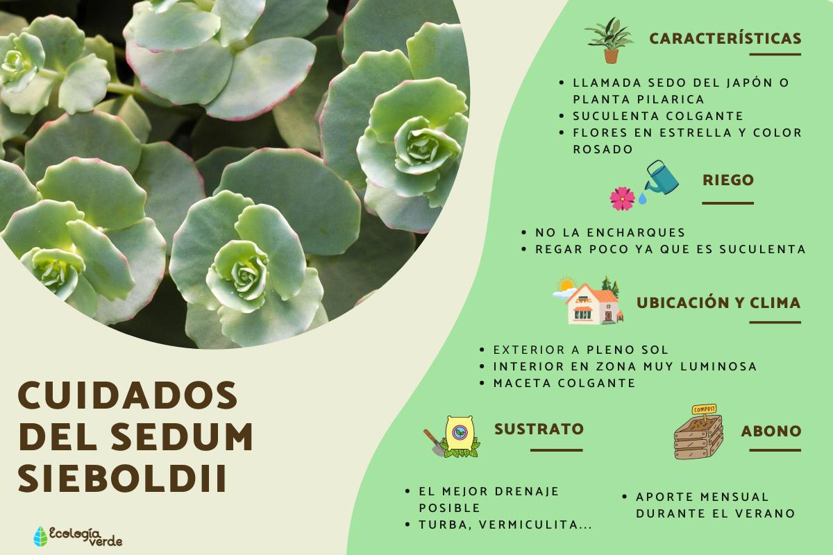 Sedum sieboldii: cuidados y reproducción