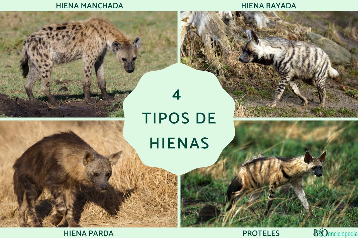 Tipos de hienas